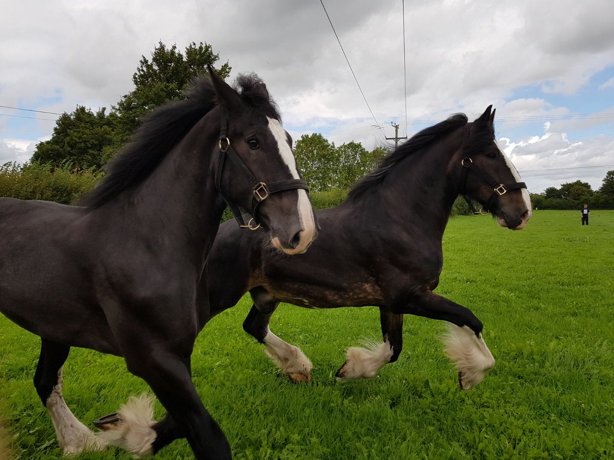 Wadworth's tweet image. Max, Monty and Archie had a cracking send off with a pint at the brewery before galloping off to their gorgeous holiday farm! #shirehorses