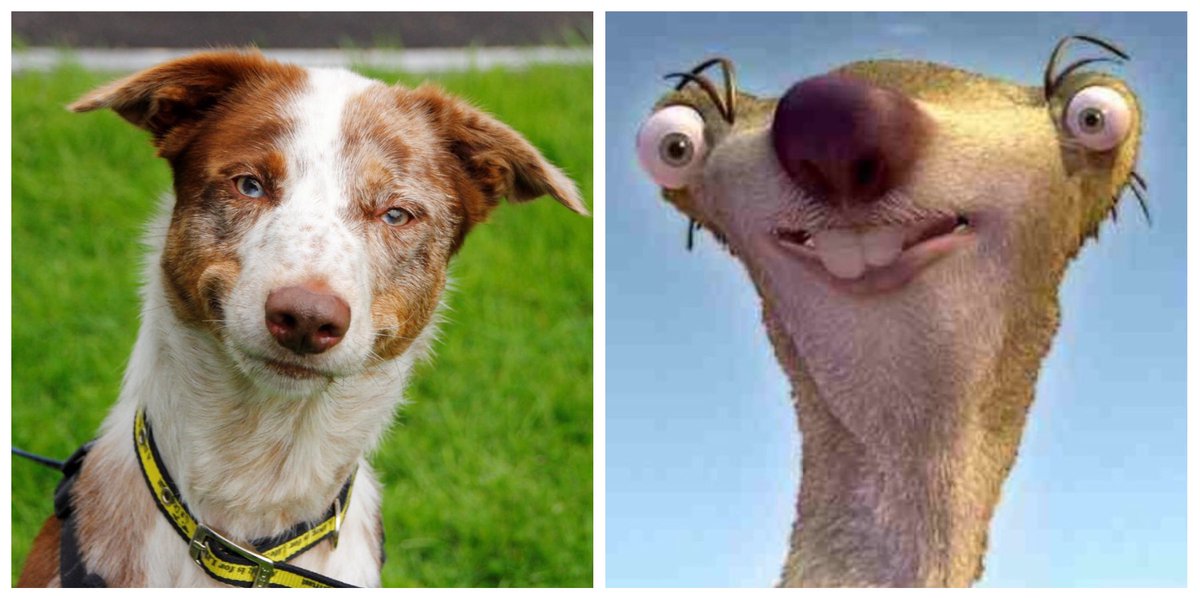 Don't you think there are similarities between Buddy and Sid the sloth? 😆<a href="/DogsTrust/">Dogs Trust 💛🐶</a> #dogstrustbridgend #dogsoftwitter #sloth #iceage