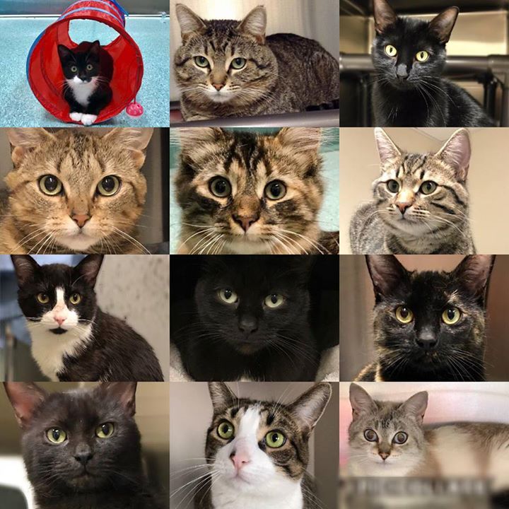 Find your next pet at the City's Animal Service Centre - bit.ly/2fefBx2