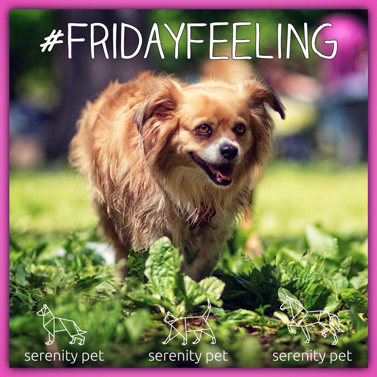 serenitypet's tweet photo. Who's got that #FridayFeeling!?

All of our products are now ON SALE! Check them out here:

https://t.co/N6ENYjtQqp

#TGIF #FriYay #Friday https://t.co/3FGC1x625J