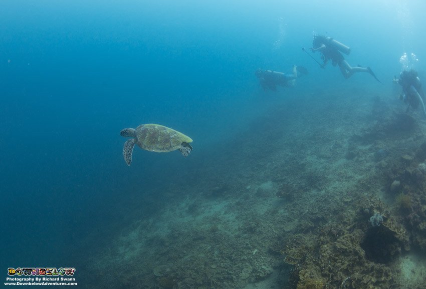 divedownbelow's tweet photo. Lucky Richard got iz camera coz @CampBorneo grps #Tapayas &amp; #Olumis had #TurtleDive @divedownbelow ;) #Learn2Dive https://t.co/5iTL4pU610 https://t.co/dMCIE7HfVx