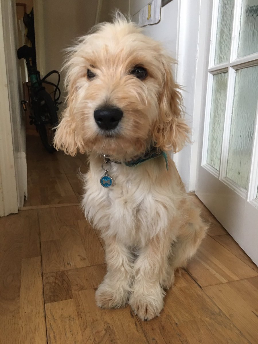 MiloCockapoo's tweet image. Is it dinner time yet?