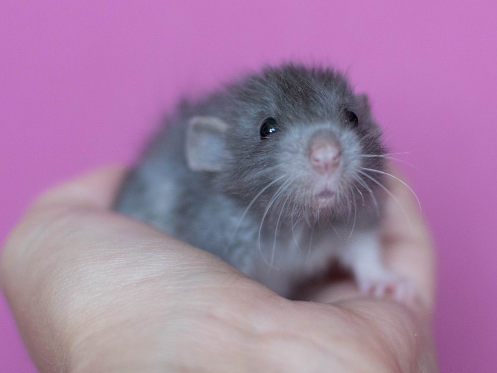 Keelin... Little rat girl from my litter K <3 #fancyrats #ratpets #crazyratowners #rattery #ratbaby