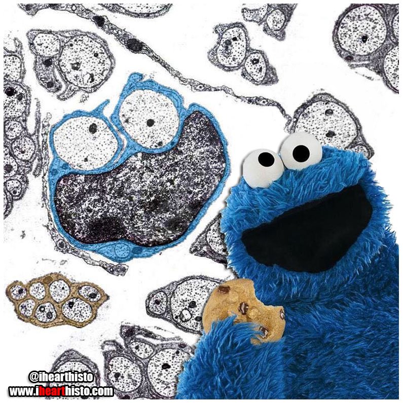 IHeartHisto's tweet image. 🍪🔬🍪🔬🍪
Schwann cells in non-myelinated nerves look like #CookieMonster
Happy #ChocolateChipCookieDay!
#histology #anatomy #pathology #pathart