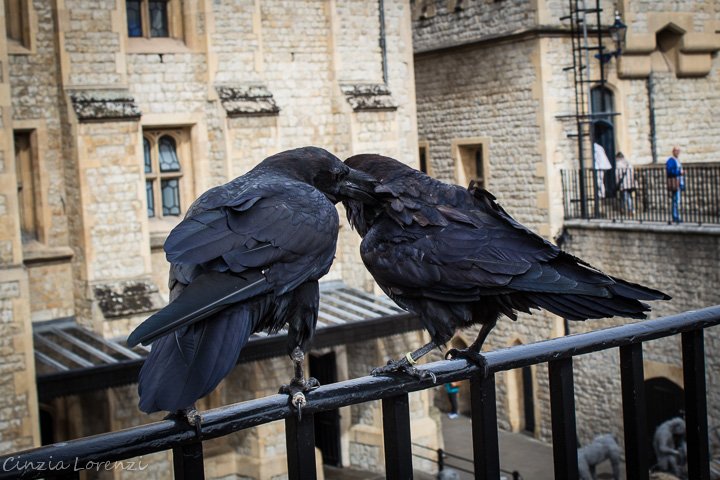 The ravens'plot
Torre di Londra, 29 luglio 2017 😍@ravenmaster1 I'm in love with these two