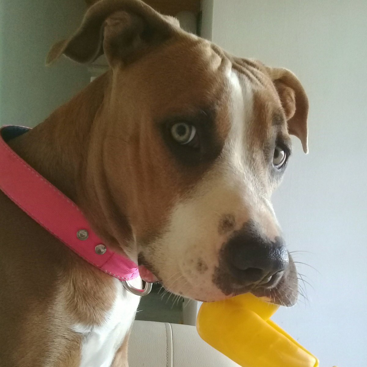 almaliher tweet media