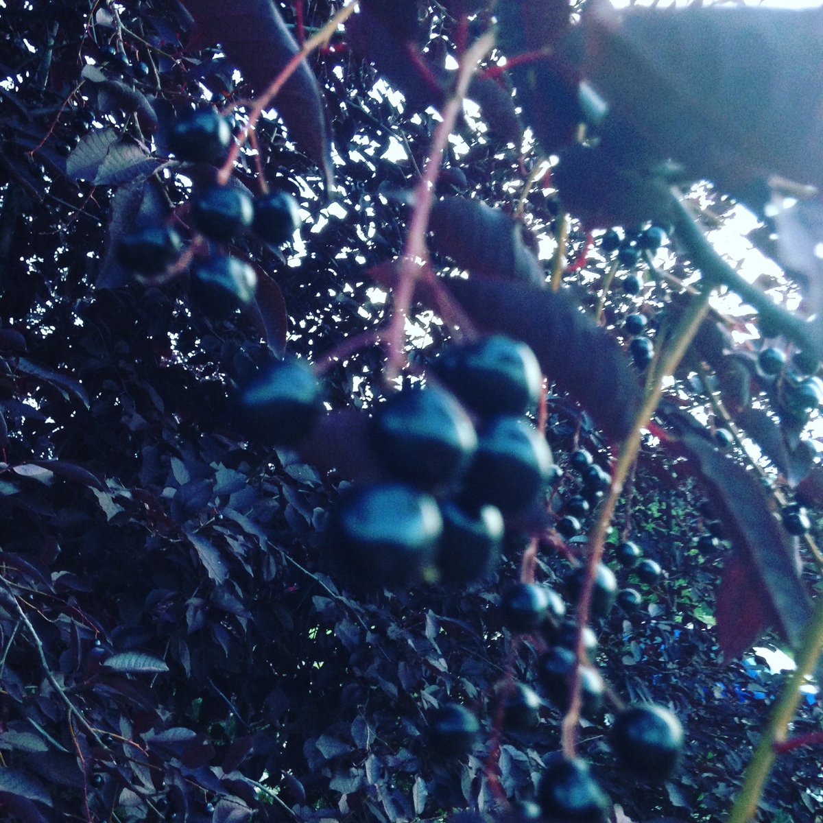 SaskatoonVille's tweet photo. #chokecherries #ripening #icewinesyrup #icewine https://t.co/dtsoTcJFhQ