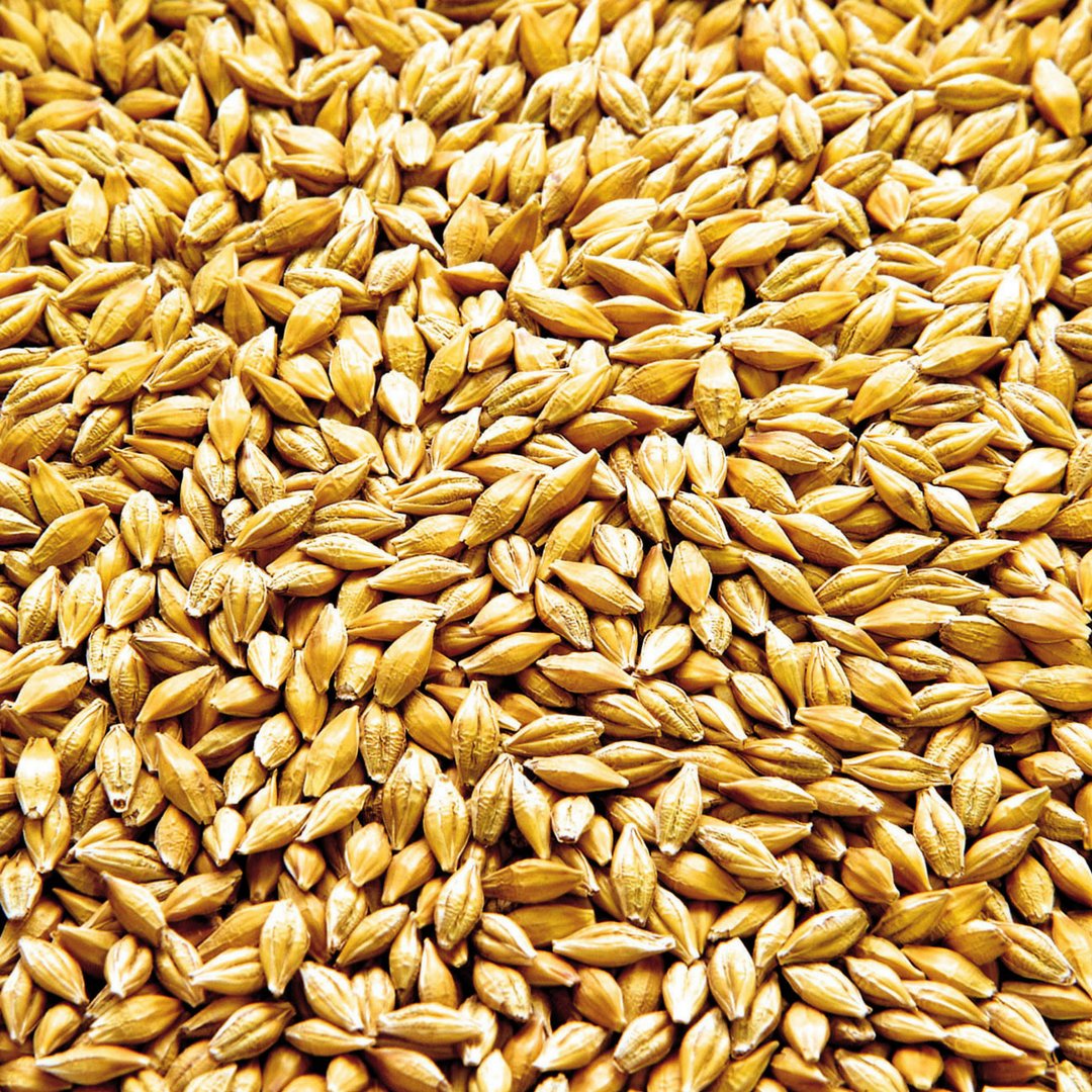 NickelBrookBeer's tweet photo. Happy #InternationalBeerDay ! Celebrate the four perfect elements of every great beer: Water. Malt. Hops. Yeast. https://t.co/lq4ZUQnxHP