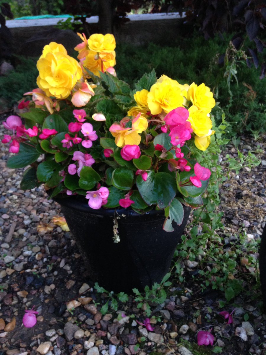 SaskatoonVille's tweet photo. Jennifer's shady #begonias https://t.co/Mp5XLUbg6o