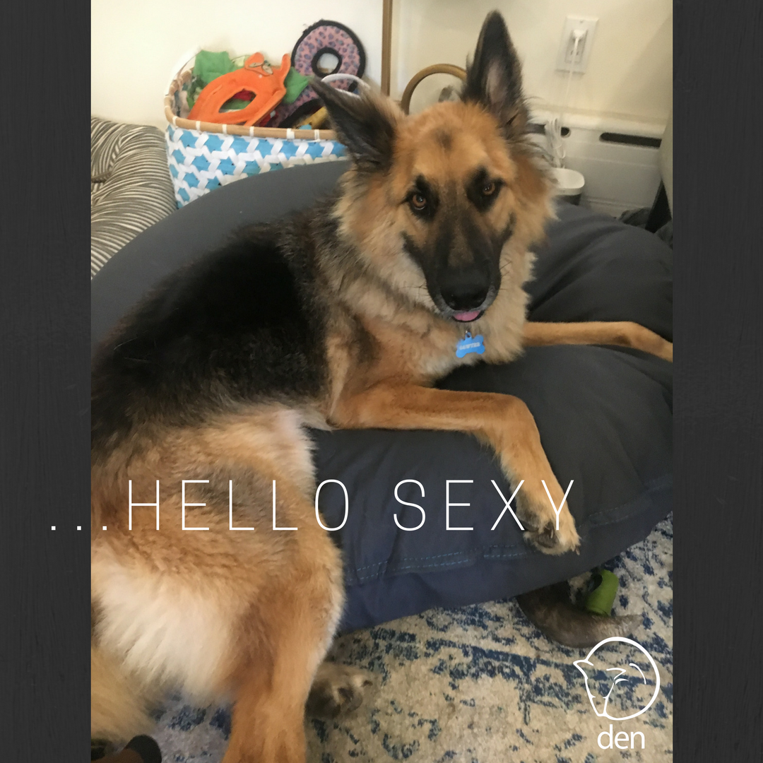 gooddogden's tweet photo. Meet Sawyer.  He can be your #loveslave
#hottie #operationfosterbound 
Contact @FosterDogsNYC 

PLEASE HELP RESCUE DOGS🐕💕 https://t.co/FTdfqbXHzL
