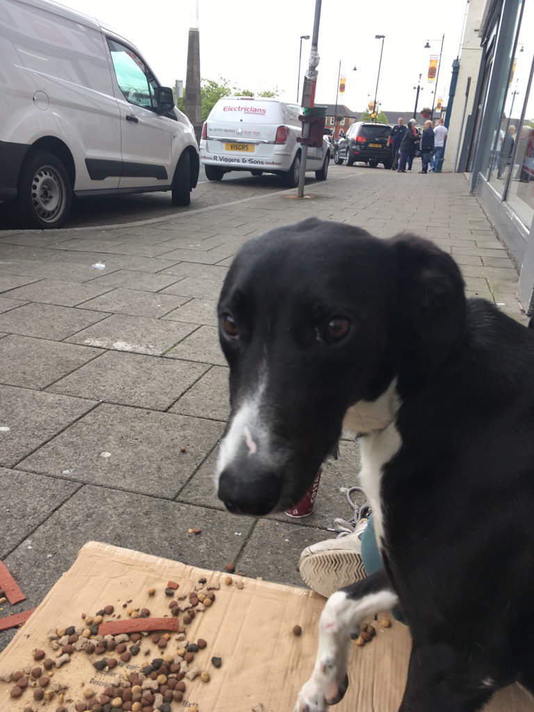 Found this gorgeous playful boy &amp; homeless owner today. Me &amp; dog were having such fun but owner told me to go away 😫