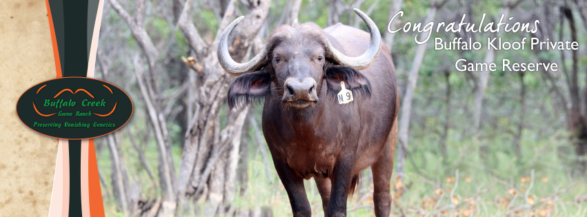 buffalocreekSA's tweet photo. Congratulations Buffalo Kloof Private Game Reserve on your purchase of N9. We look forward to seeing what the future has in store for her! https://t.co/S4VZkPhQGp