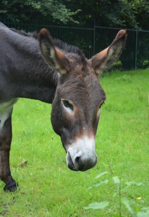 davidbrown643's tweet photo. Well the first donation is in for my page in aid of @DonkeySanctuary If anyone has a bit of time, check out https://t.co/UZgM6RWLlJ https://t.co/naGD99FmVd