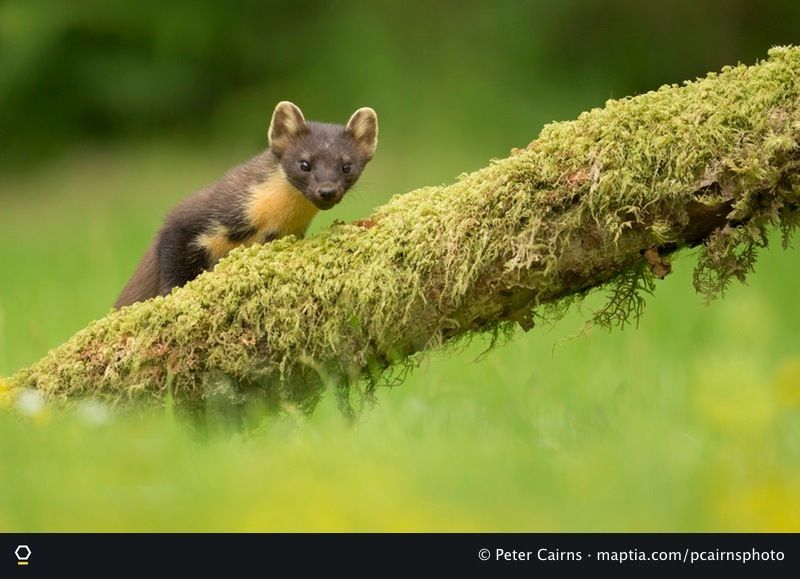 From villain to hero, the return of the Super Stoat... A sign of things to come? on.maptia.com/2vNq6LM by <a href="/PCairnsPhoto/">Peter Cairns</a> in #SCOTLAND
