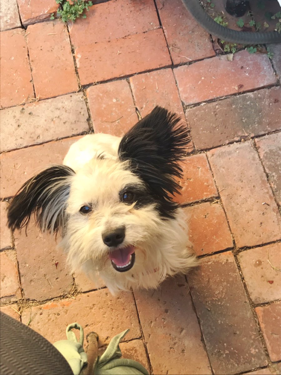 firecracker720's tweet image. Goodmorning everyone! I wanted 2 take the time &amp;amp; share this cute dog with everyone. He showed up on my front door step on Wednesday morning