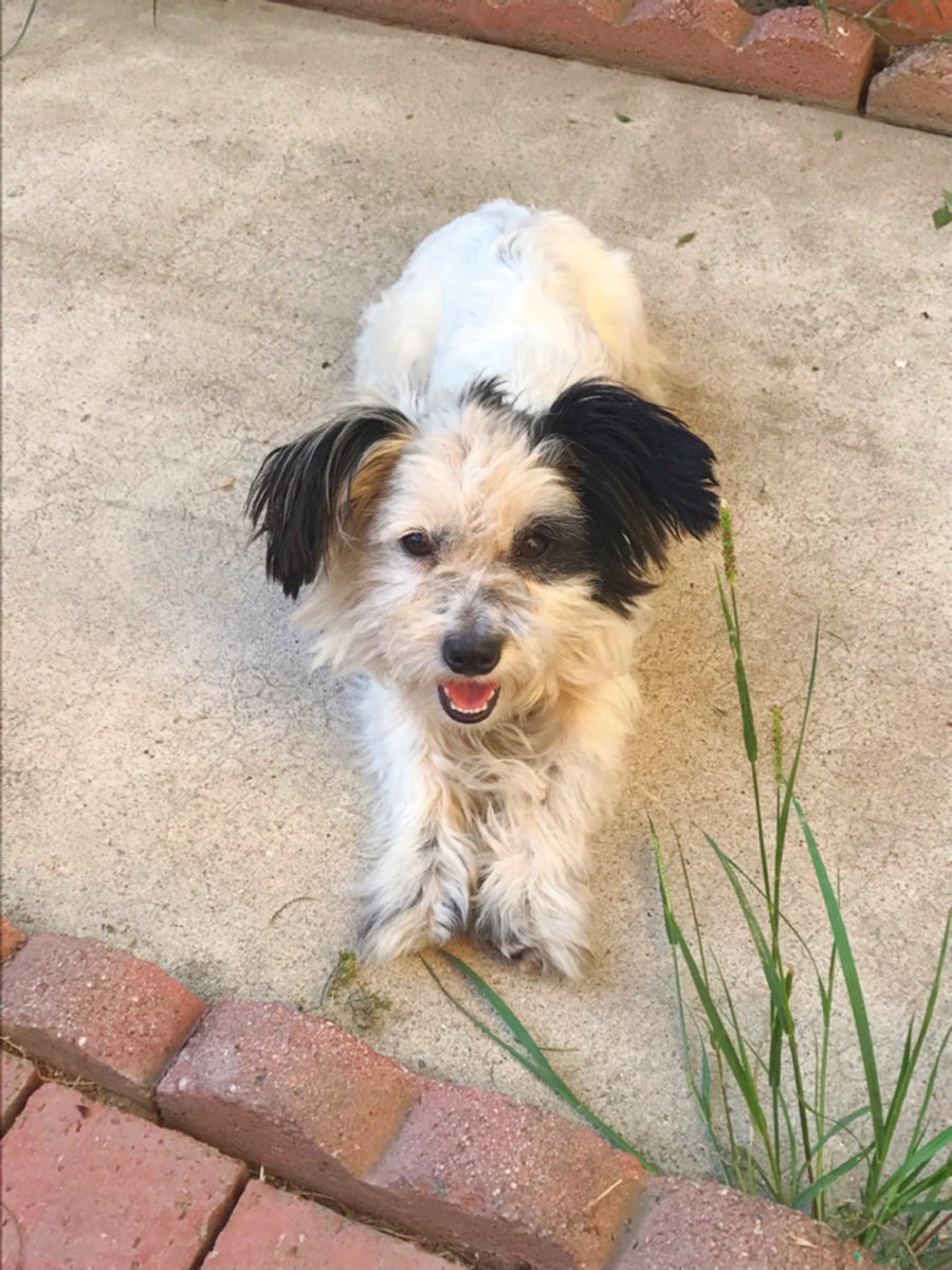 firecracker720's tweet image. Goodmorning everyone! I wanted 2 take the time &amp;amp; share this cute dog with everyone. He showed up on my front door step on Wednesday morning