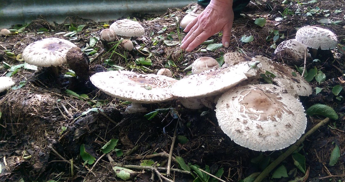 MsFungi's tweet photo. My old compost heap Chlorophyllum rhacodes aka Shaggy Parasol are going mad this year 😃 Can spare a few for tomorrow's breakfast 😋 #fungi https://t.co/sYt3DPhmxr
