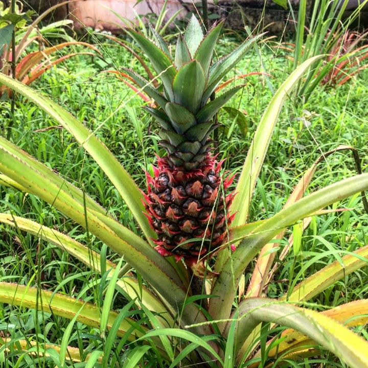 tpc_goa's tweet photo. Yes we are following the concept of "From farm to Table". πΏπ
.
#freshveggies #farmtotable #Theprojectcafegoa #comingsoon #thisseptember https://t.co/zAO1kwG7AW