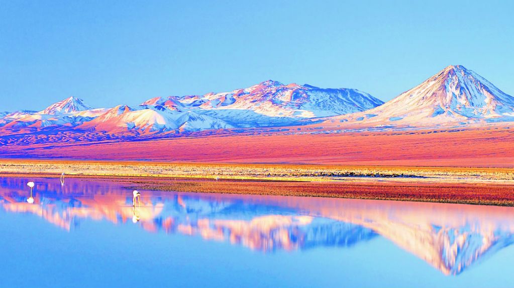 MarcaChile's tweet photo. Desierto Florido: Comienzan los días peak para disfrutarlo | vía @pulso_tw | https://t.co/dSJfc9xNPi https://t.co/cKdHmDGbNy