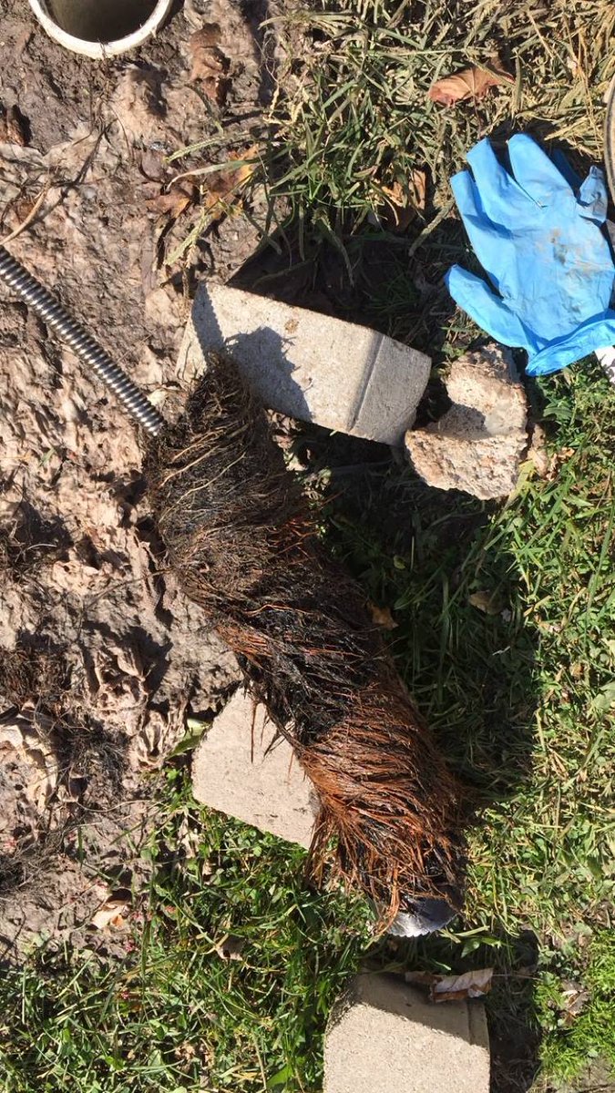 mars_plumbing's tweet photo. Drain problems? Roots can destroy your sewer main! We will clean them out and prevent them from coming back! #rootslayer #marsplumbing https://t.co/65gfBK60t9