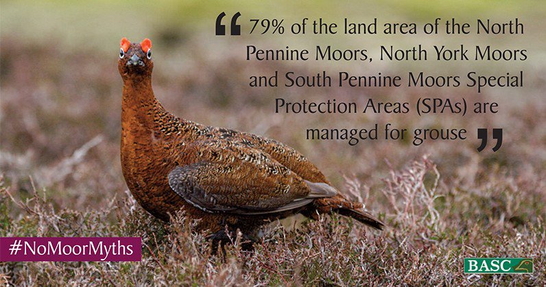 Many areas managed for grouse are Special Protection Areas (SPAs) 
#NoMoorMyths