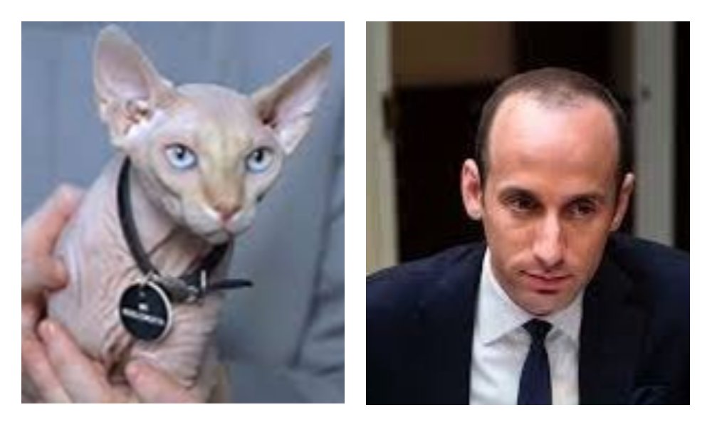 The Mole on Twitter ""When Dr. Evil gets angry, Mr. Bigglesworth gets