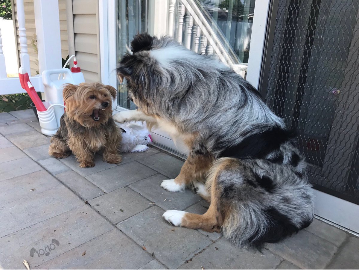 WeRateDogs tweet media