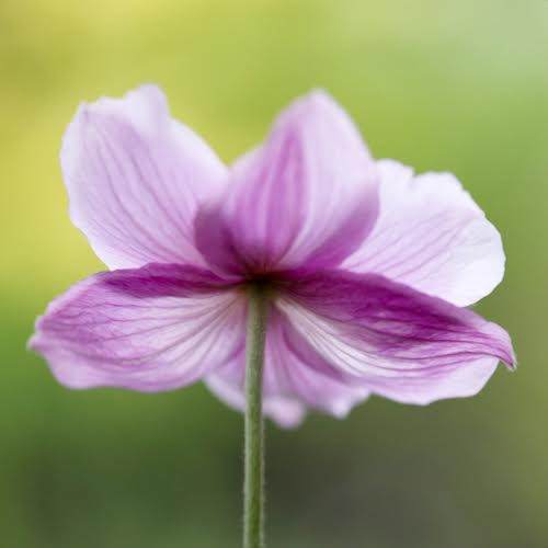 informed_mm's tweet image. Its #Friday Stop to smell the flowers!