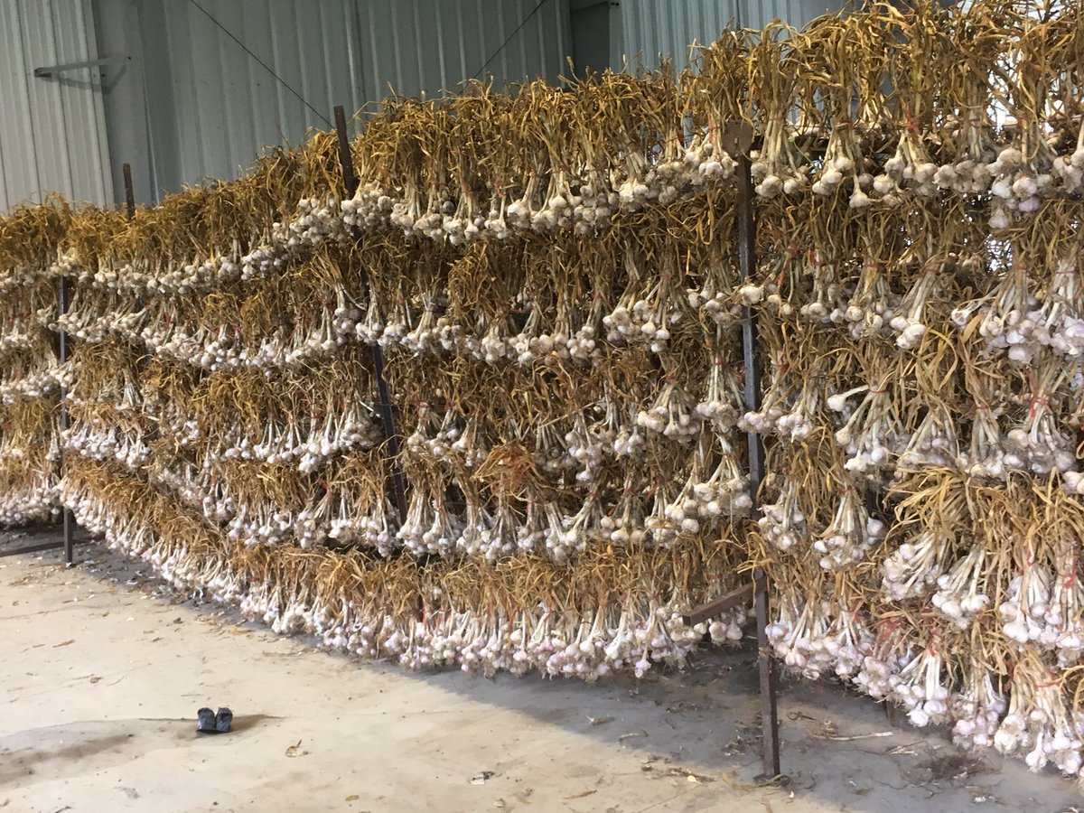 agronomyavocate's tweet photo. Garlic anyone?? #2017crop #drying #seedgarlic #scoutcheck https://t.co/NhlZP2l4Iv