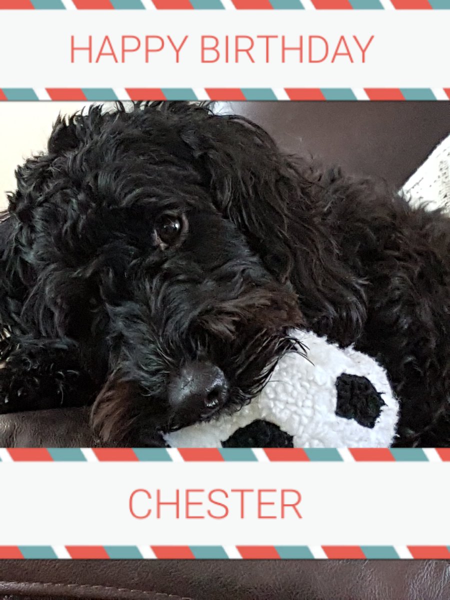 #HappyBirthday #Chester #3 #grandog 🐕🐶🎈xxx