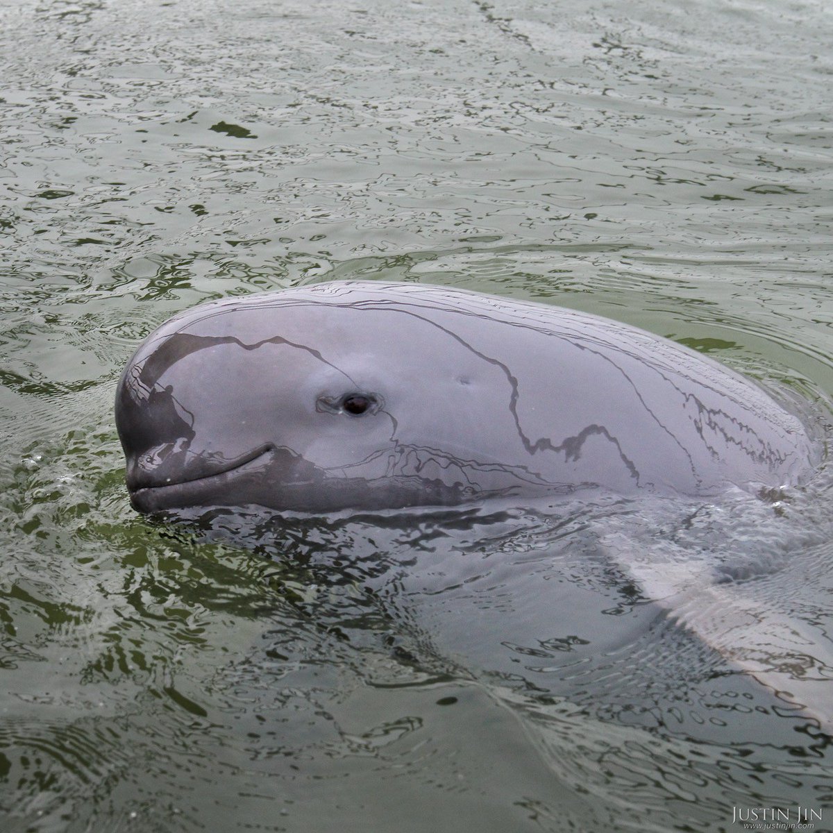 justinjin's tweet image. #Yangtze's finless porpoise fights for survival as China cleans up polluted river. See my story wwf.to/2u8noiI for @World_Wildlife