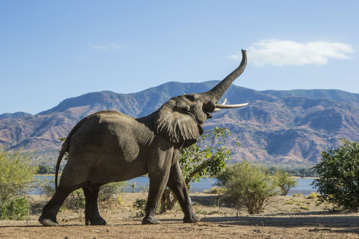 YZsafaris's tweet photo. Last chance to vote for 2017 @WTravelAwards here: https://t.co/unQzqlJ6Z0
#FridayFeeling #spreadtheword #trumpet #elephant #YellowZebra https://t.co/xxqFCNiDl7