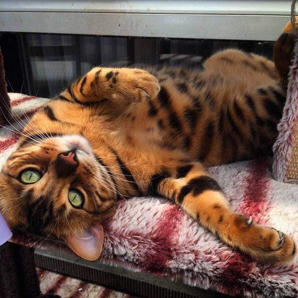 MZulOfficial's tweet photo. Engkorang takkan pernah tengok kucing sehensem ni.

Kucing gegurl engkorang tengok, mesti terus fall in love gitu 😉 https://t.co/Yt4JqsTo2A