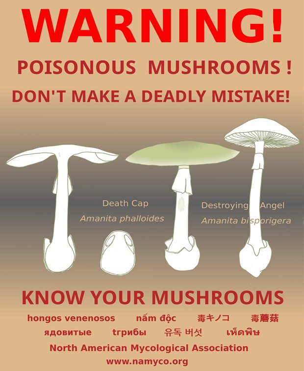 Can Dogs Eat Mushrooms In The Yard