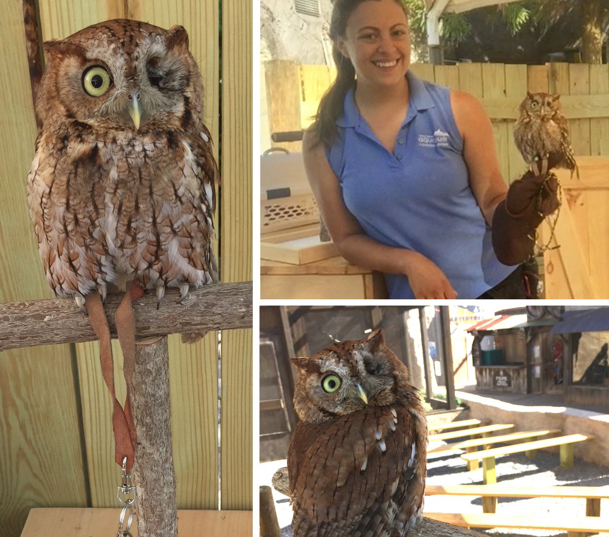 It's #OwlAwarenessDay! Meet Jimmy Tallon, a screech owl who was hit by a car &amp; needed a forever home. We're thrilled to give him one!