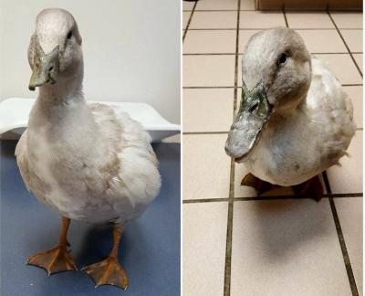 Charles Russo tweet media