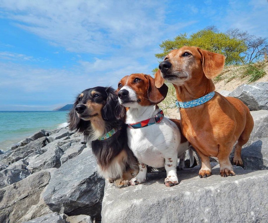 ImFluffums's tweet image. Three amigos ❤️️ #friends #dogs #dog #puppy #pup #cute #pet #pets #PhotoOfTheDay #dogoftheday #hound #adorable #dogsoftwitter #happy #aww