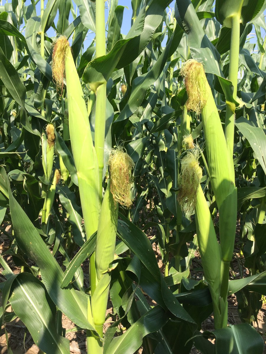 JonathanDansel's tweet photo. @LGSeeds 5528 filling two ears. Gave it the sauce yesterday. 2 Gal of #XRN + #micro600 & #fulvic acid. Fill'em if you got'em https://t.co/7H138qxyXw