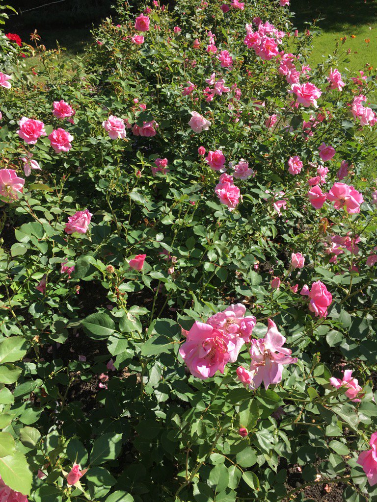 mnrosegardener's tweet photo. Carefree Beauties and Earthsongs in front bed. JBs travel miles for lunch here 😬@gagasgarden @PZimmermanRoses https://t.co/hY5GQlKteq