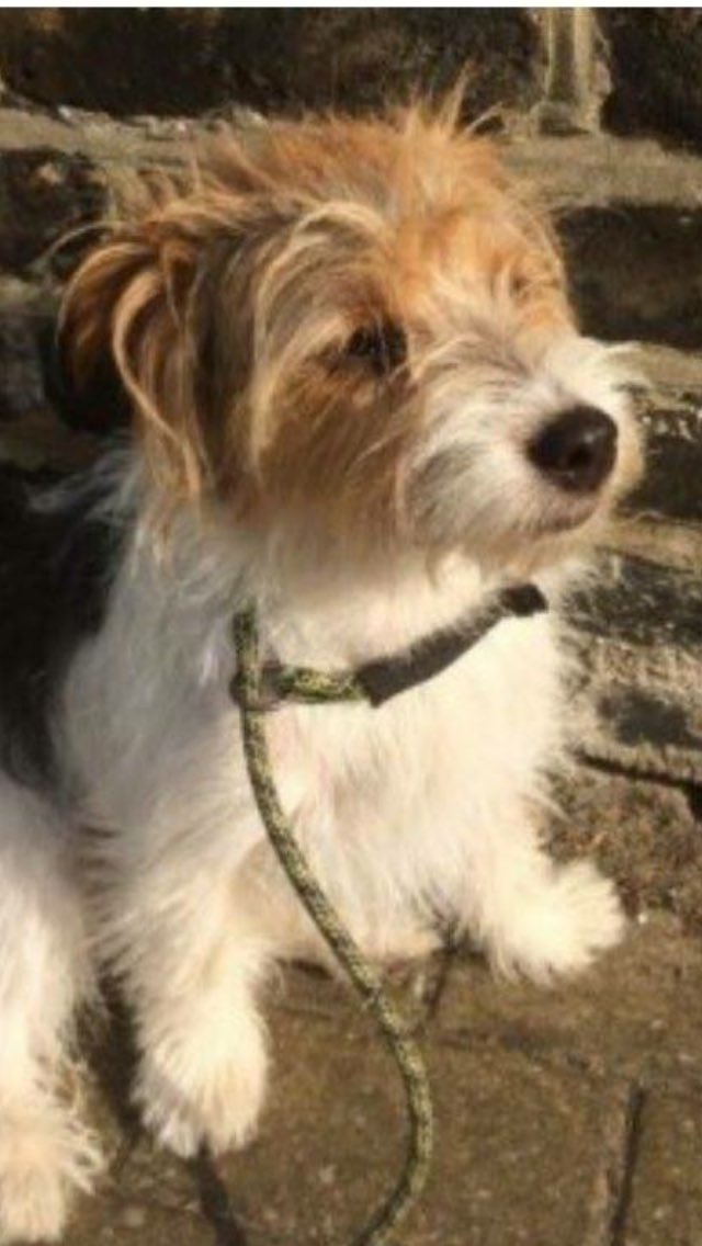 HELP! Have you seen Atlas, a lovely dog last seen at 9am today in Malwood/Alderbrook Road in Clapham. Pls RT &amp; call 07769342254 if found.