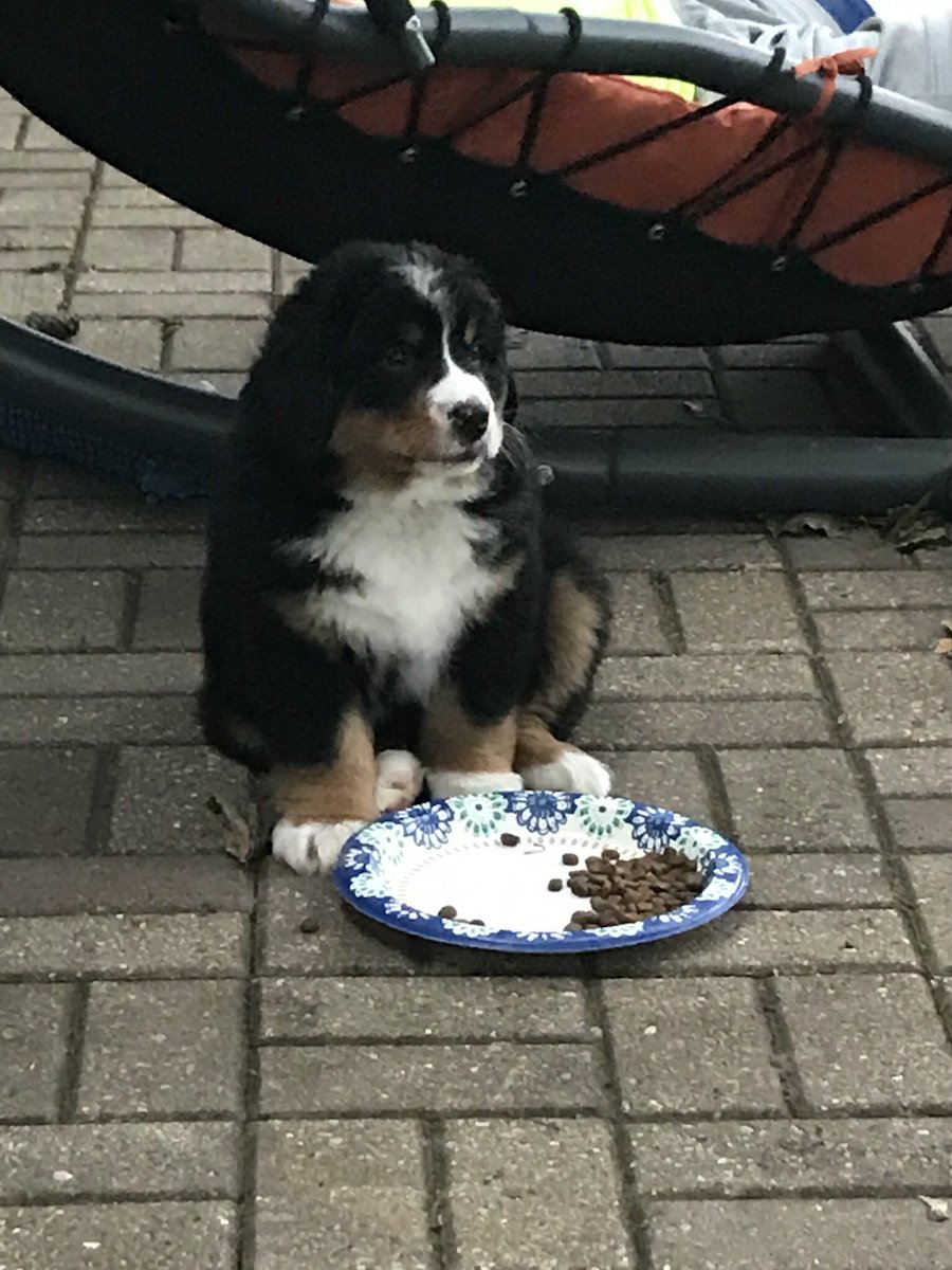 lisahughes4's tweet photo. @gcouros I love dogs too! Bernese Mountain Dogs rock! Meet Daisy and Duke 😁 https://t.co/EgrWXJzR4t