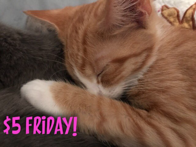 PayPal.me/HaveAHeartCatR…
$5 goes a long way to feed a homeless kitty 🐱 we have about 6 dozen!