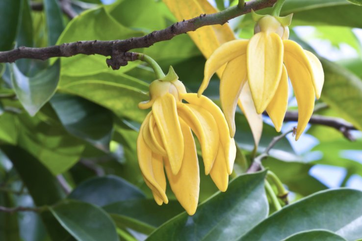 GetUpTo_Speed's tweet image. Ylang Ylang Essential Oil: 10 Benefits For Sexual Vitality, Natural Beauty &amp;amp; More #GetUpToSpeed bit.ly/2w9hFuv