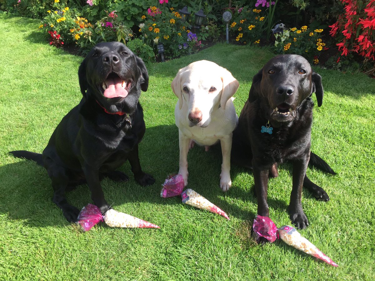 HertsFireDog's tweet photo. Another fantastic present waiting for me at work today courtesy of 1 of my lovely followers. Thank you. 3 bags=have to share #greedylabrador https://t.co/4wlNXxtQbD