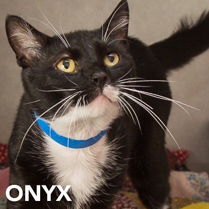 VSAS_RAS's tweet photo. Having a bad day?  Let’s hug it out!  My name is Onyx and the staff and volunteers say I am the most loveable kitt… https://t.co/ayBpvHorJC https://t.co/wPLdh0AiWg