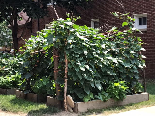 CentroHispanoWI's tweet photo. The Centro Hispano garden is bursting with life! A big thanks to Mr. Rafael, who helps us keep it green and happy. https://t.co/GSdKPkOS1h