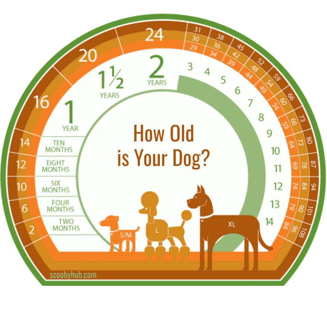 Chart For Dog Years To Human Years