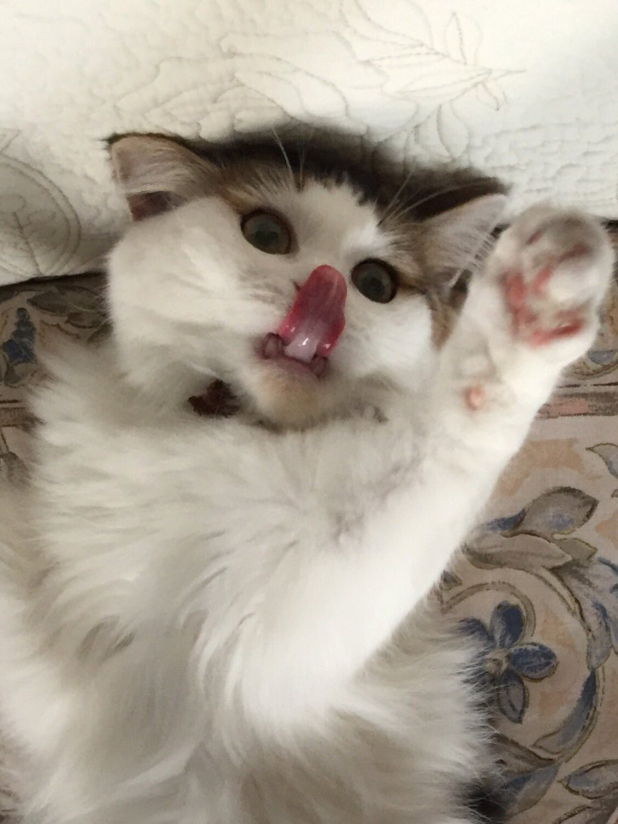 mmbibi8296's tweet photo. 楽しく遊んでると思ったのになんでそんな顔になったの https://t.co/FNosAYagBM