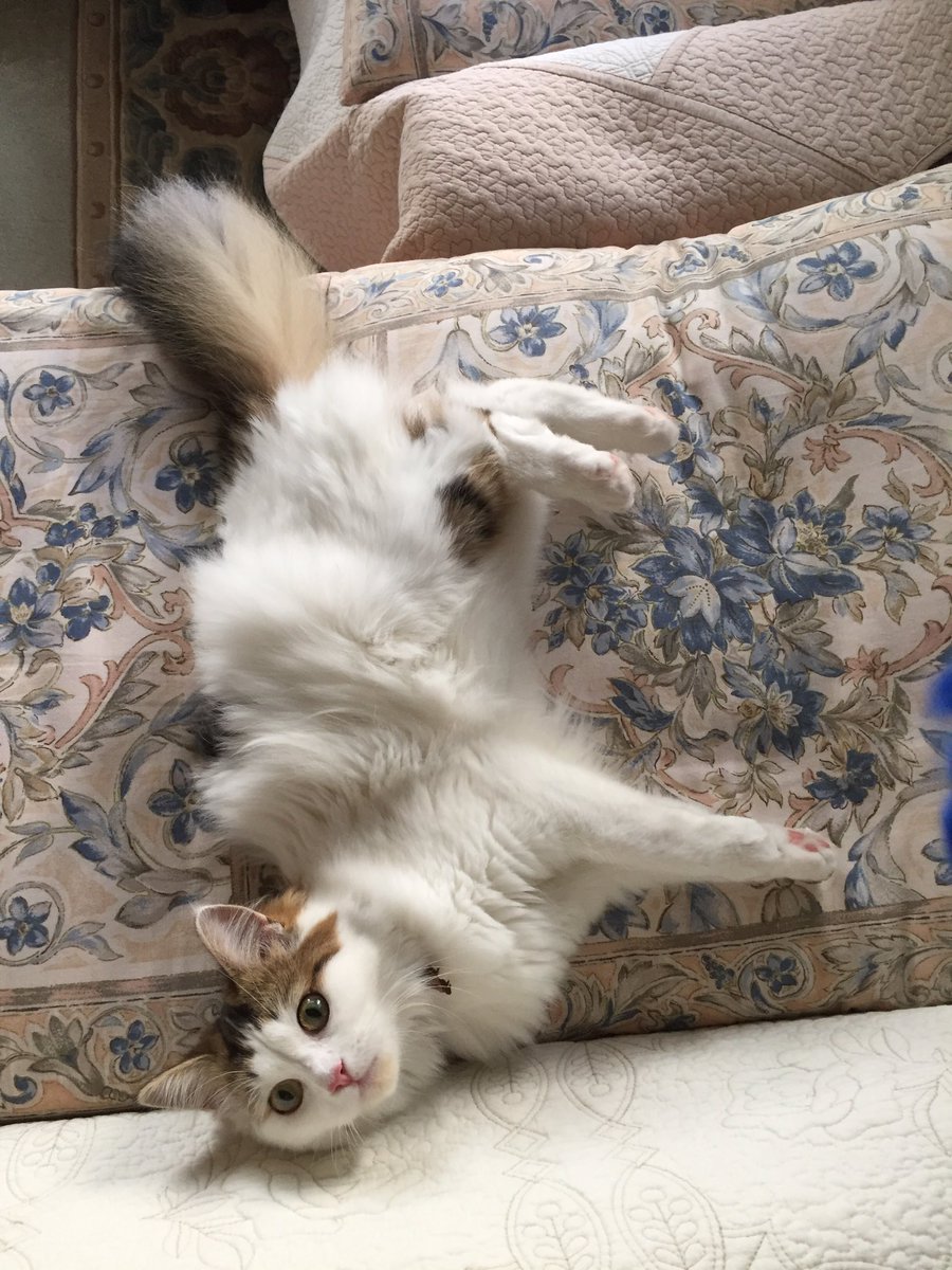 mmbibi8296's tweet photo. 楽しく遊んでると思ったのになんでそんな顔になったの https://t.co/FNosAYagBM