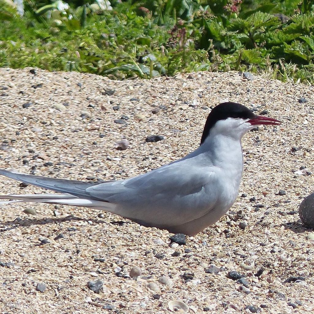 Arctic Tern #isleofmay #eastneukoffife ift.tt/2huToMd